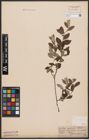 Foto von Salix aurita L. x Salix repens L.